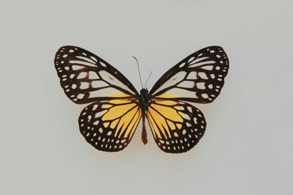 foster care process black and yellow butterfly